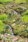 Ethiopia. Amhara. North Gondar. Red hot poker flowers and a stream in the Ethiopian highlands. Art Print
